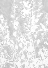 Betula Nana I